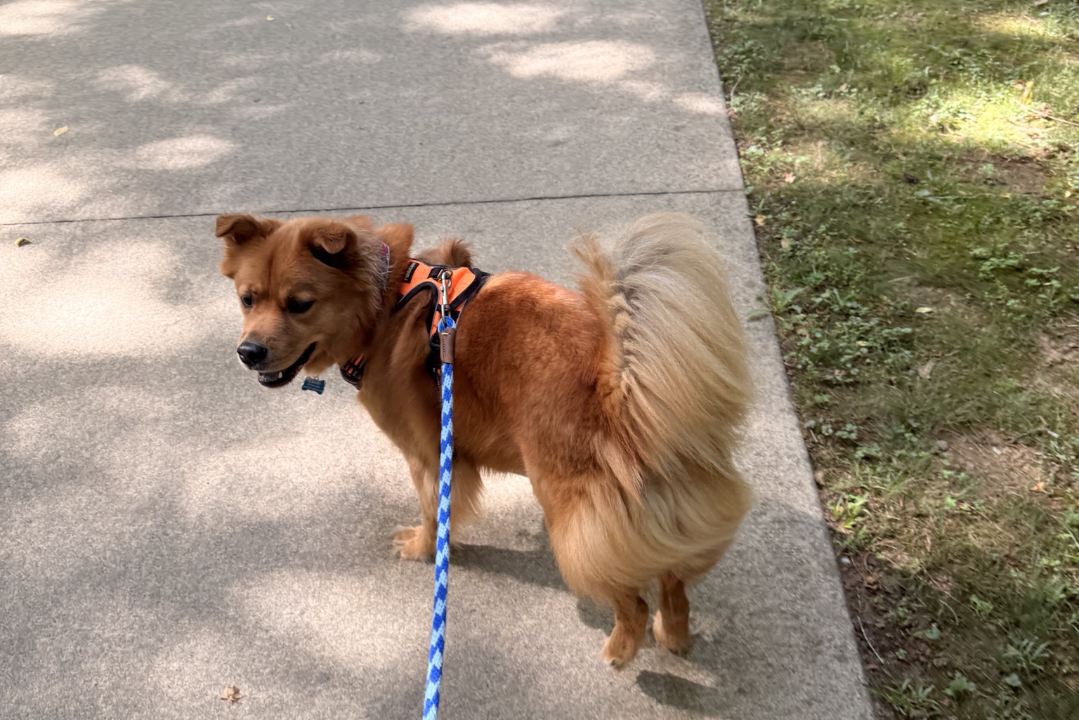 Photo of dog, leash, path