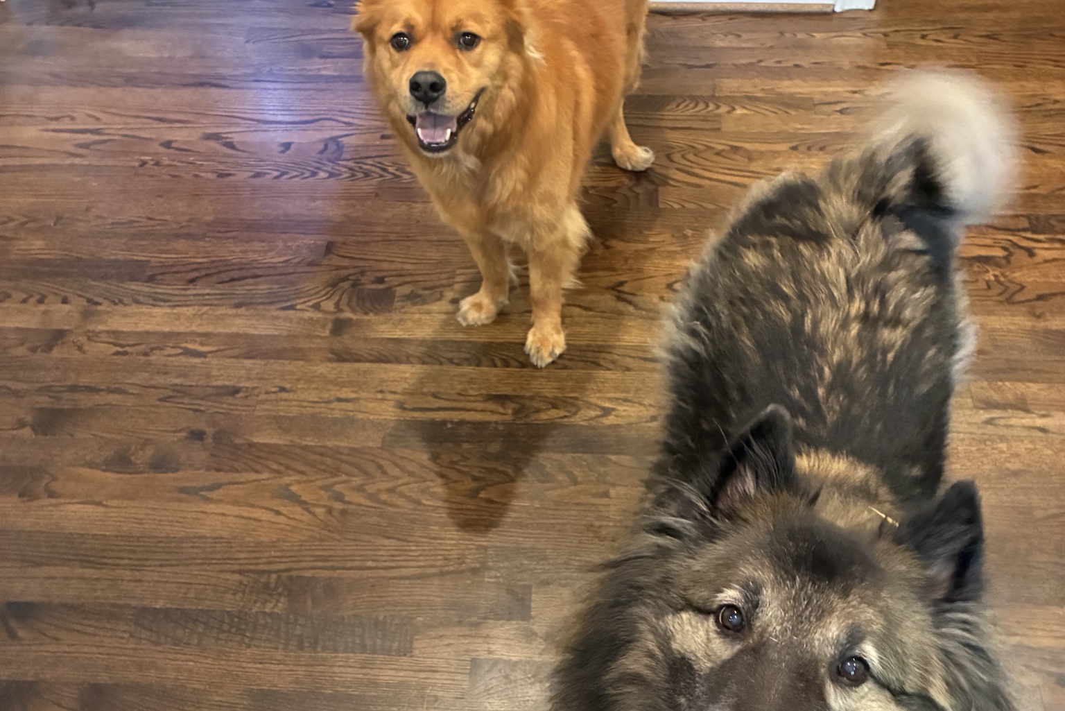 two smiling dogs