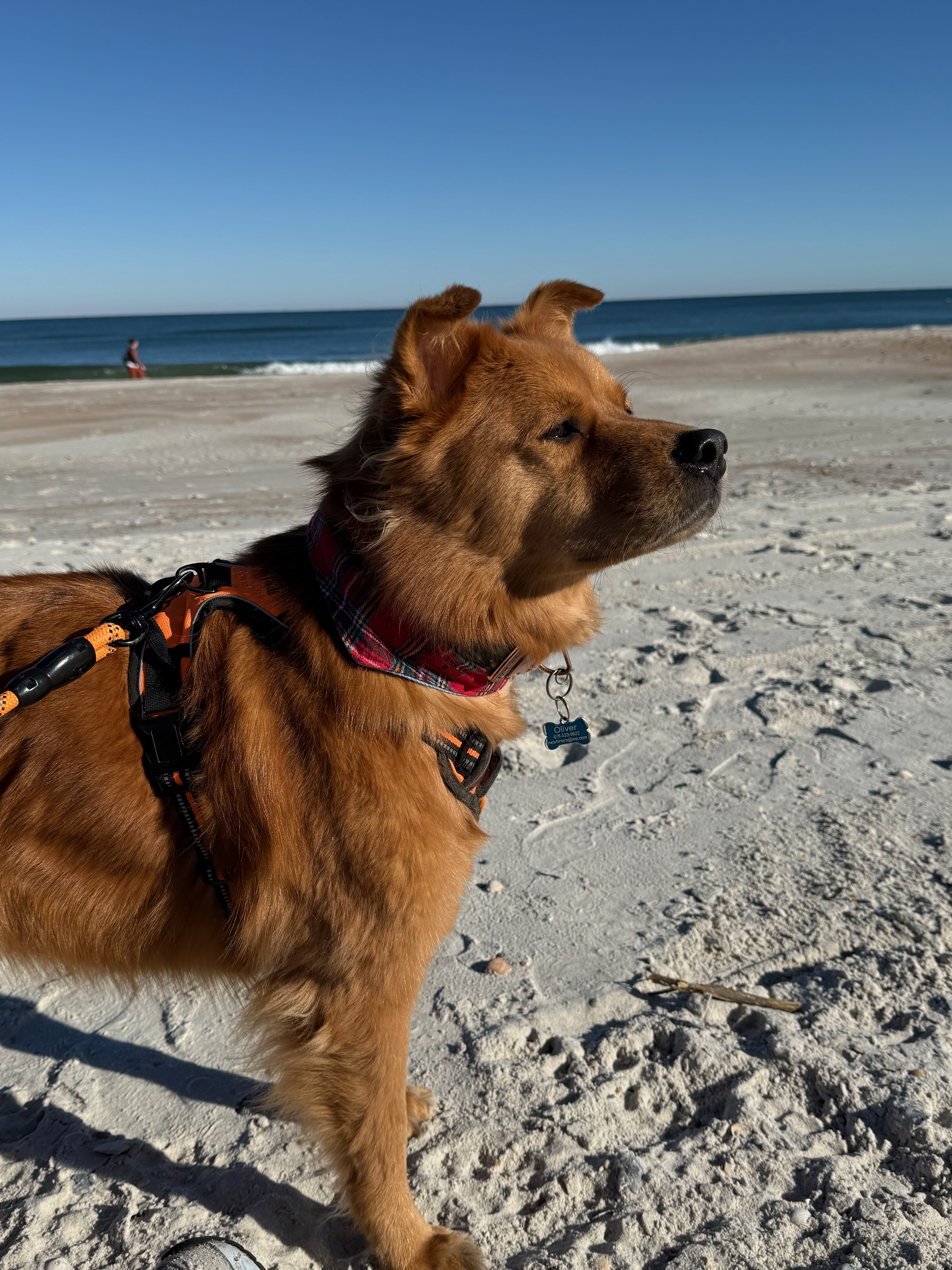 Oliver on the beach